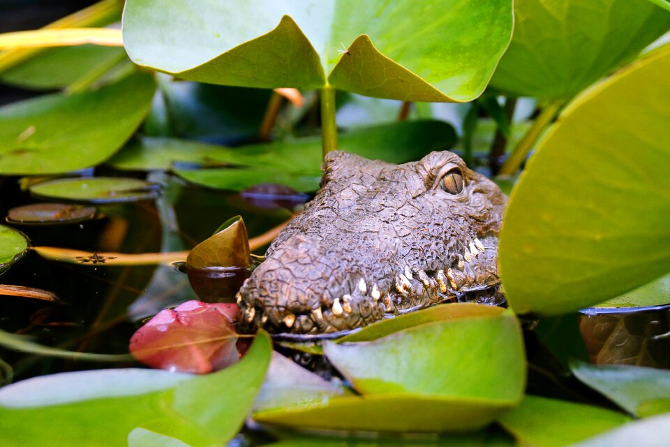 Animal reptile nature