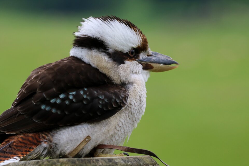 Wildlife exotic kingfisher photo