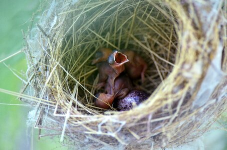 Hatchling nesting hungry photo
