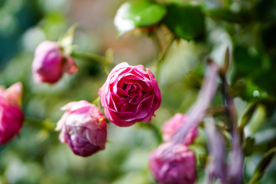 Blossom bloom rose bloom