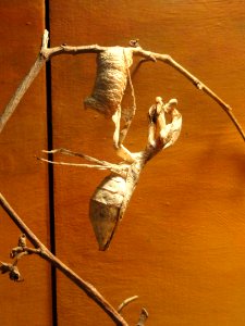Deroplatys lobata - National Museum of Natural History, United States - DSC08518 photo