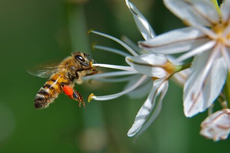 Macro pollen honey bee