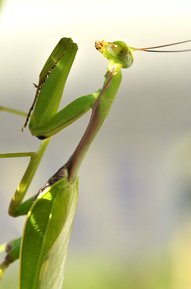 Leaves mantis plant