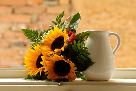 Sunflower pitcher morning photo