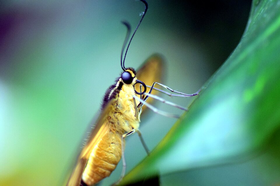 Exotic tropical insect
