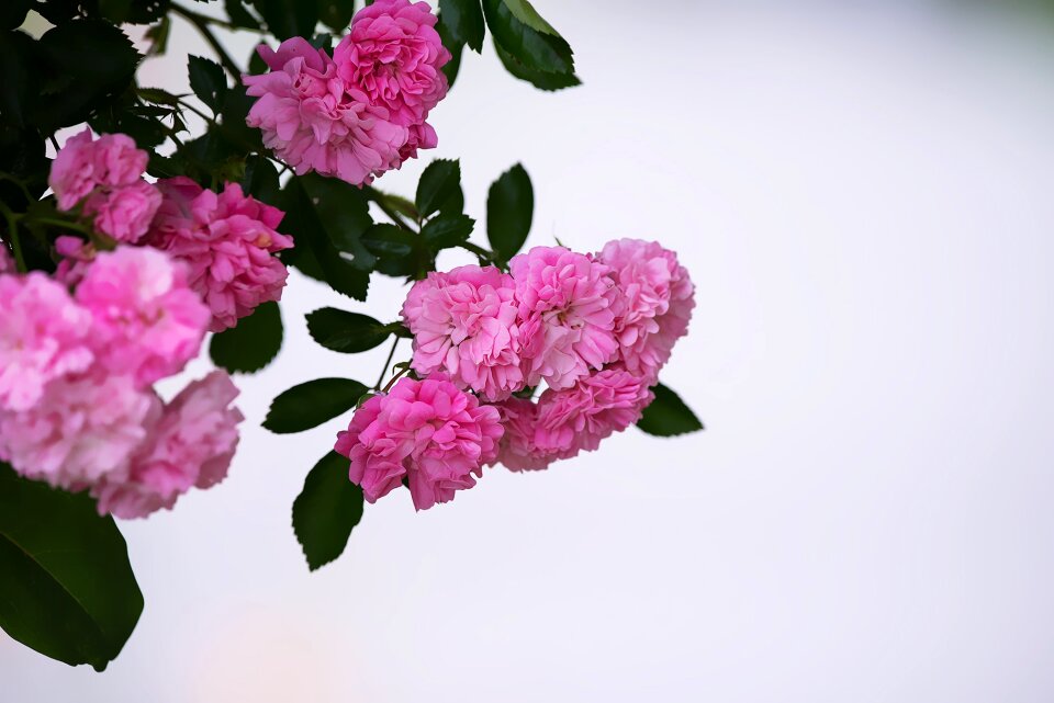 Flowers pink flowers garden