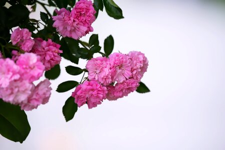 Flowers pink flowers garden