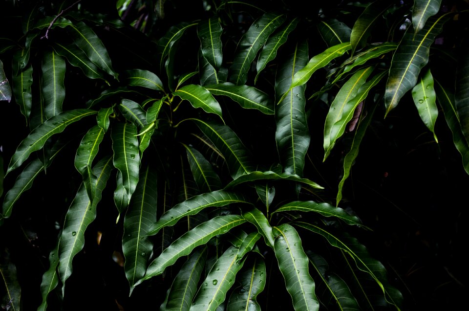 Nature trees branch