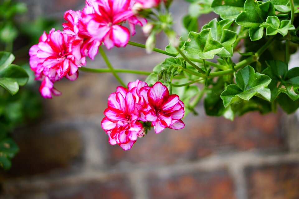 Plant spring nature