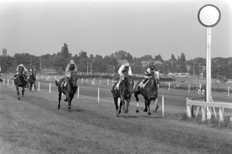 Derby op Duindigt Fieldmaster met Van der Kraats (midden) finisht als eerste, Bestanddeelnr 927-3388