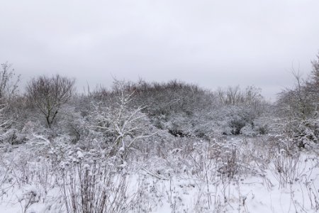 Deponie Wannsee with snow 2021-01-30 34