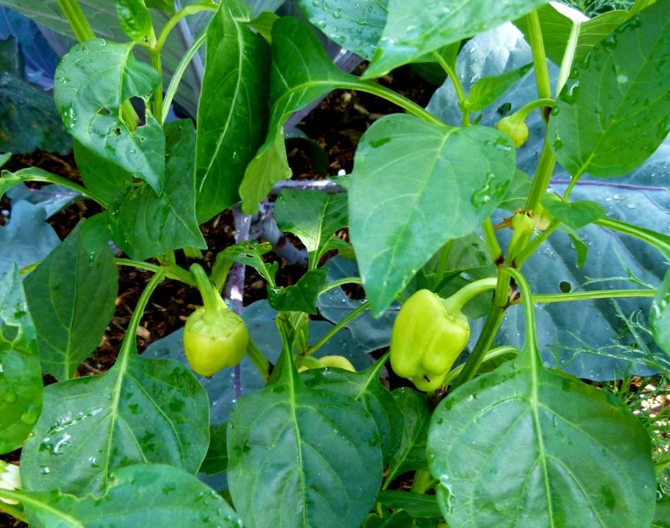 Des poivrons au parc floral