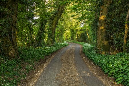 Spring trees england