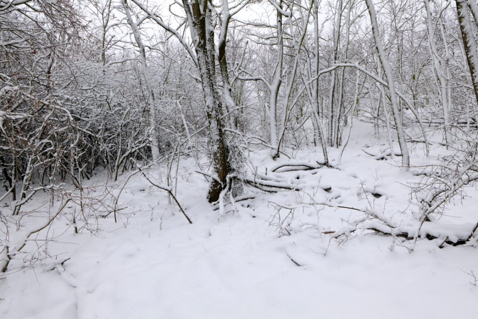 Deponie Wannsee with snow 2021-01-30 22