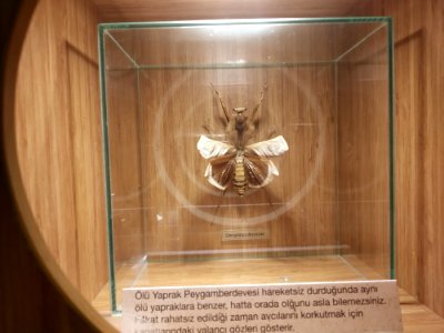 Deroplatys dessicata in Konya, Turkey