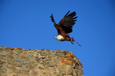 Raptor bird animal
