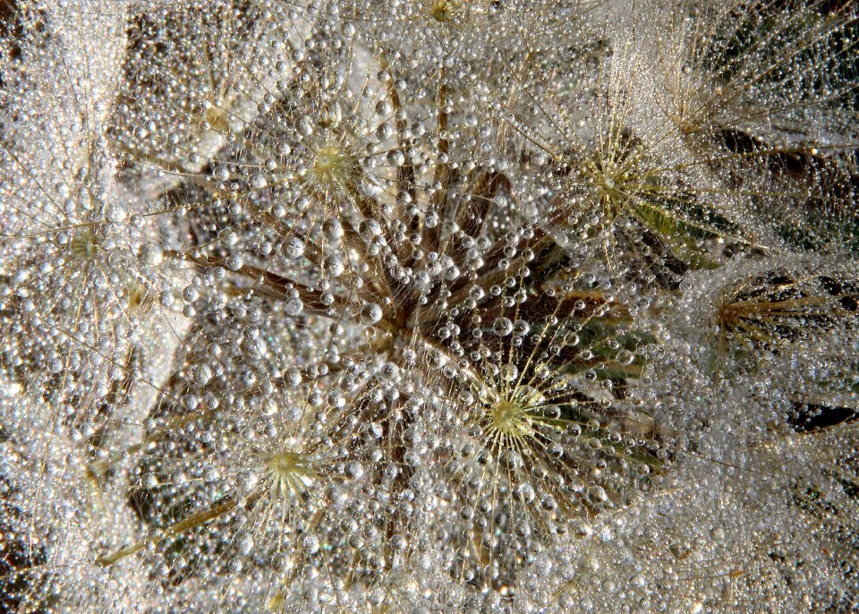 Water macro plant