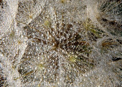 Water macro plant