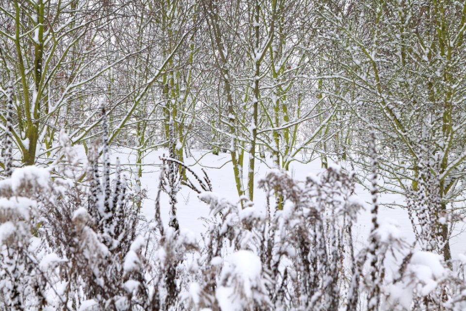 Deponie Wannsee with snow 2021-01-30 58
