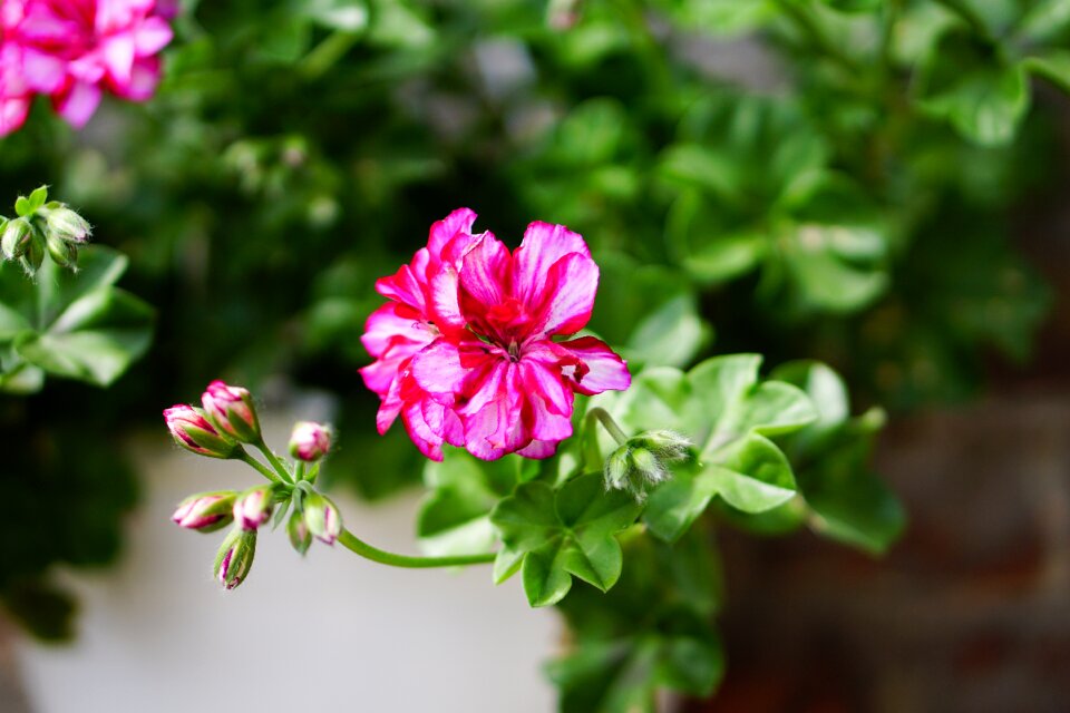 Plant spring nature