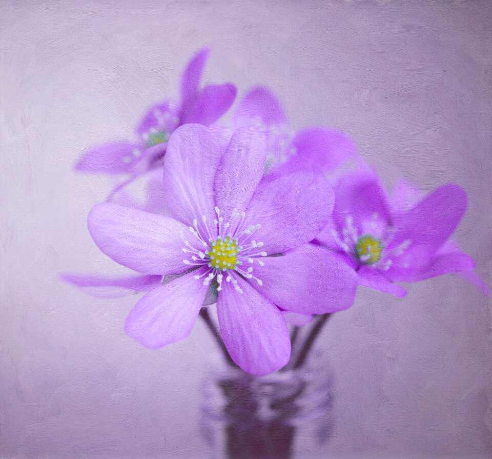 Hepatica deco decoration