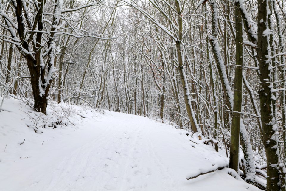 Deponie Wannsee with snow 2021-01-30 20