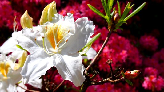 Nature plant japanese