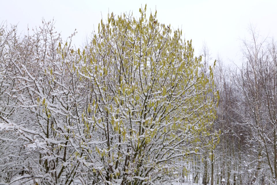Deponie Wannsee with snow 2021-01-30 53