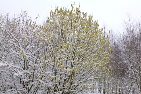 Deponie Wannsee with snow 2021-01-30 53