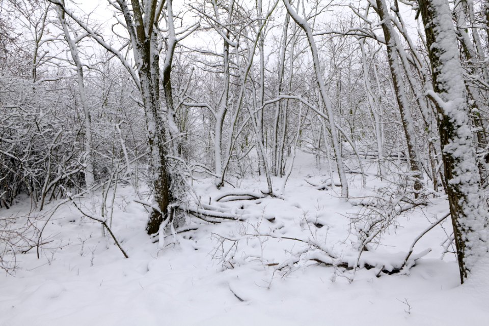 Deponie Wannsee with snow 2021-01-30 21