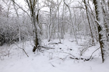 Deponie Wannsee with snow 2021-01-30 21