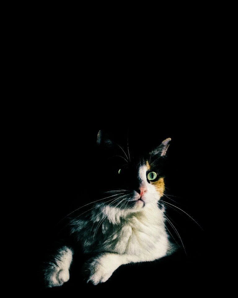 Friend animal kitten