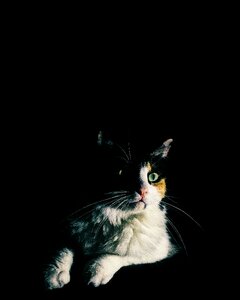 Friend animal kitten