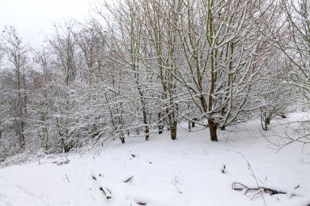 Deponie Wannsee with snow 2021-01-30 25
