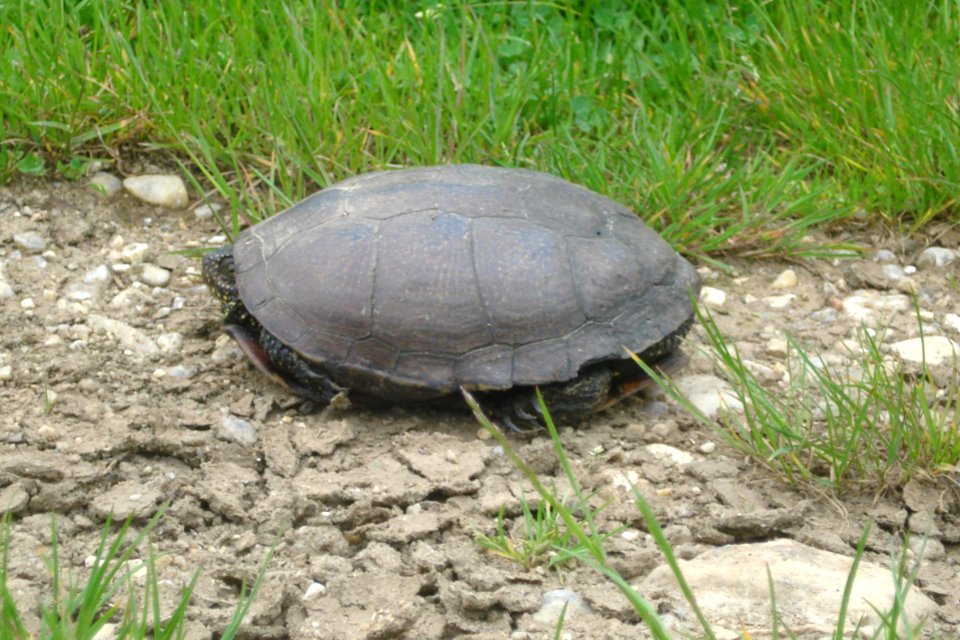 Dept.Indre, tortue europeen