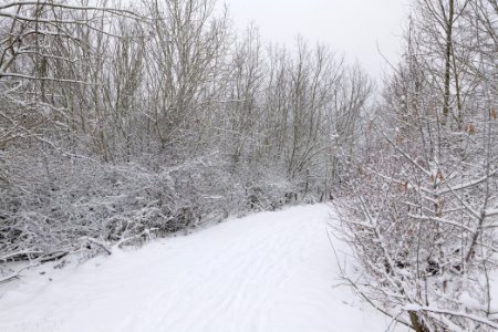 Deponie Wannsee with snow 2021-01-30 37