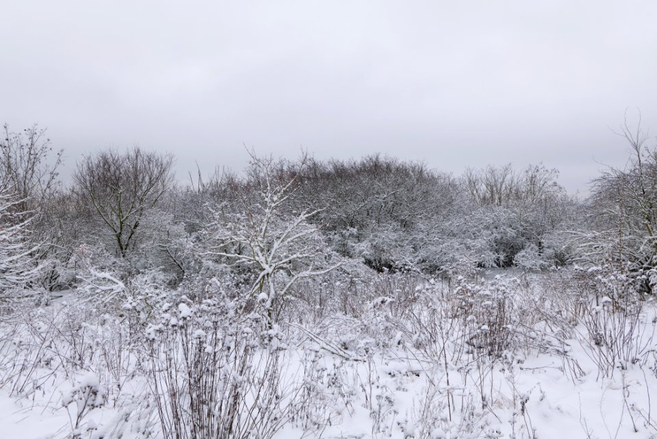 Deponie Wannsee with snow 2021-01-30 33
