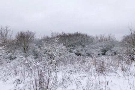 Deponie Wannsee with snow 2021-01-30 33