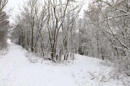 Deponie Wannsee with snow 2021-01-30 87