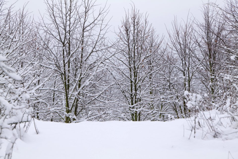 Deponie Wannsee with snow 2021-01-30 29