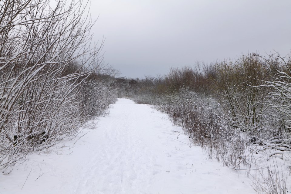 Deponie Wannsee with snow 2021-01-30 74