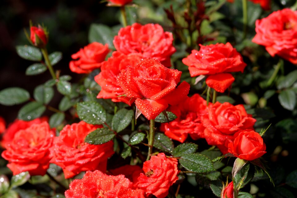 Red flower supplies