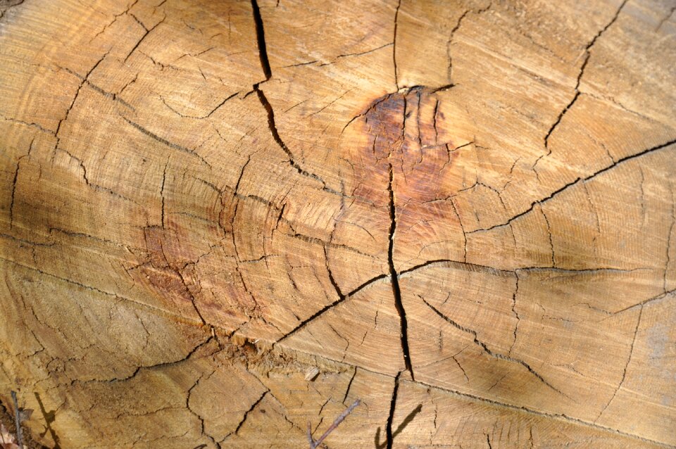 Wood material texture trunk