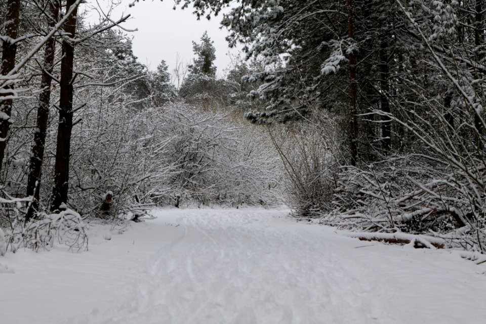 Deponie Wannsee with snow 2021-01-30 02