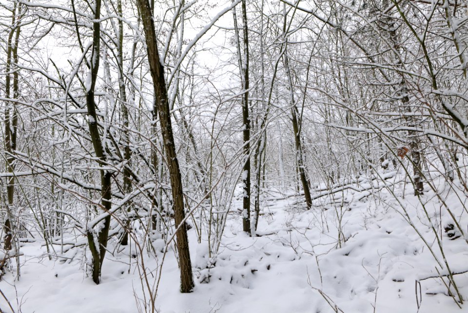 Deponie Wannsee with snow 2021-01-30 14