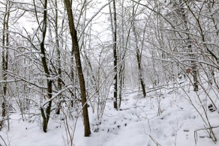 Deponie Wannsee with snow 2021-01-30 14