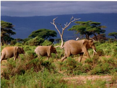 Elephant savannah grass steppe photo