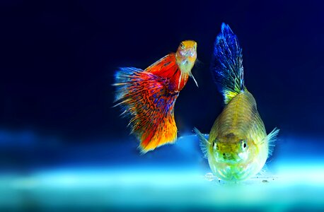 Aquarium fish ppt backgrounds
