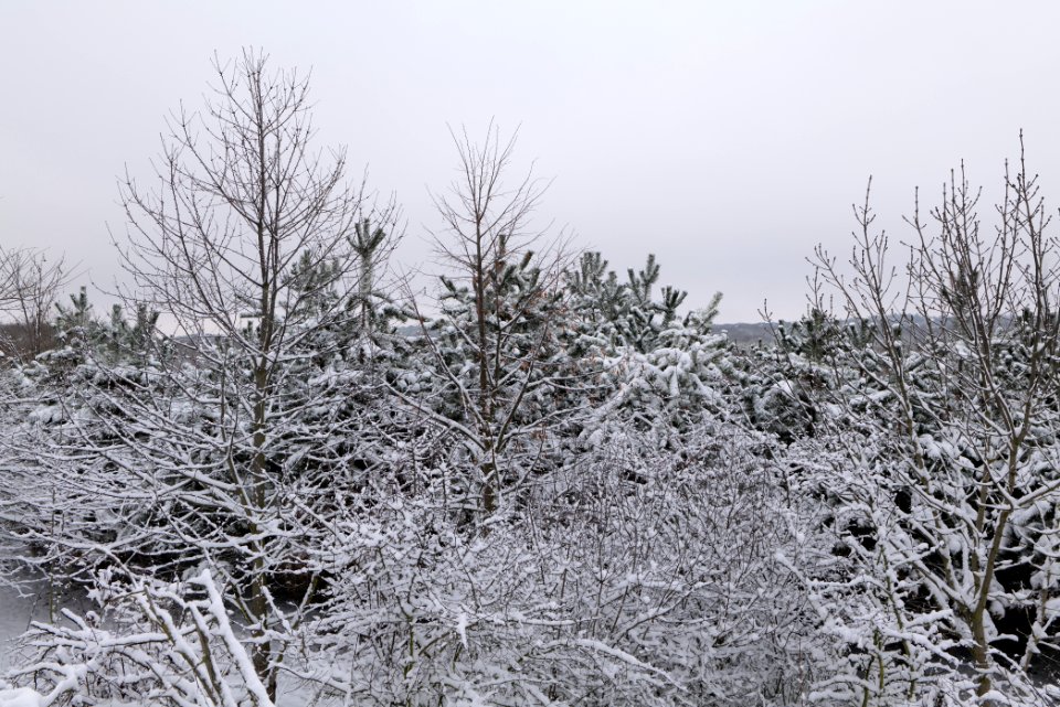 Deponie Wannsee with snow 2021-01-30 62