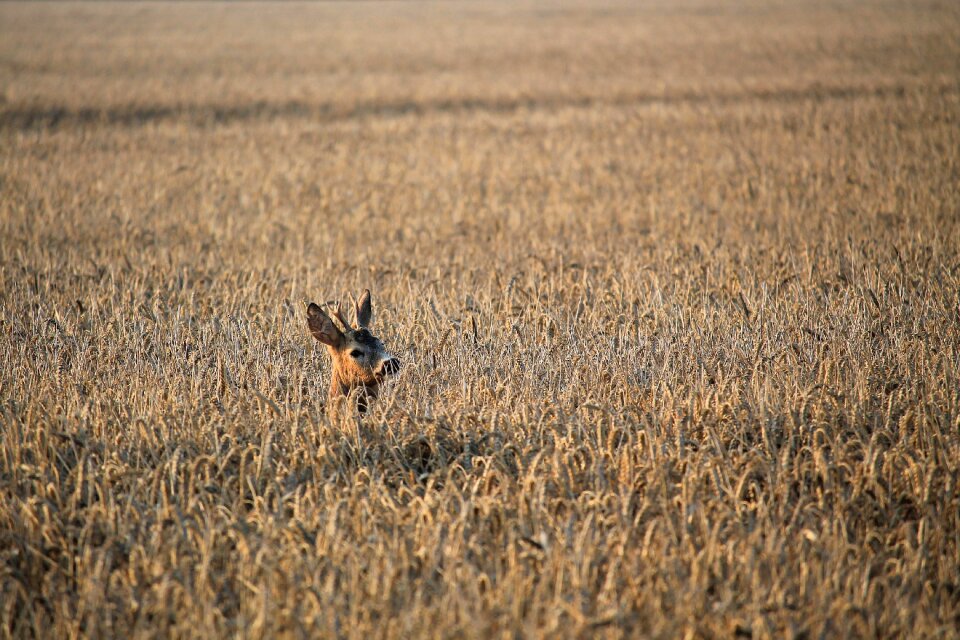 Fallow deer cornfield nature